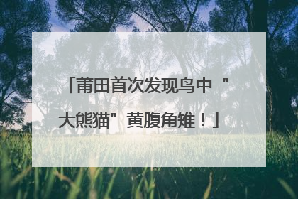 莆田首次发现鸟中“大熊猫”黄腹角雉!